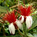 Feijoa sellowiana